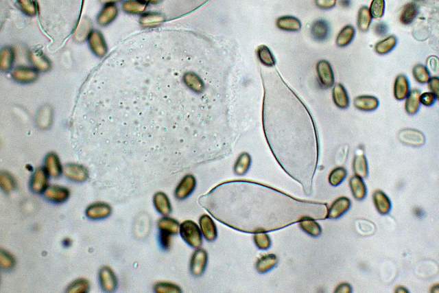 Psathyrella laevissima     (Romagn.)     Singer